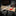 Fox Knives Champagne Saber_41277585162313-13